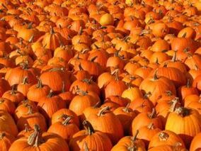 zucca